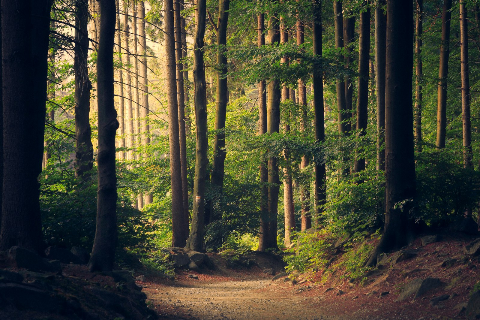 Trail winding through tall coastal rainforest